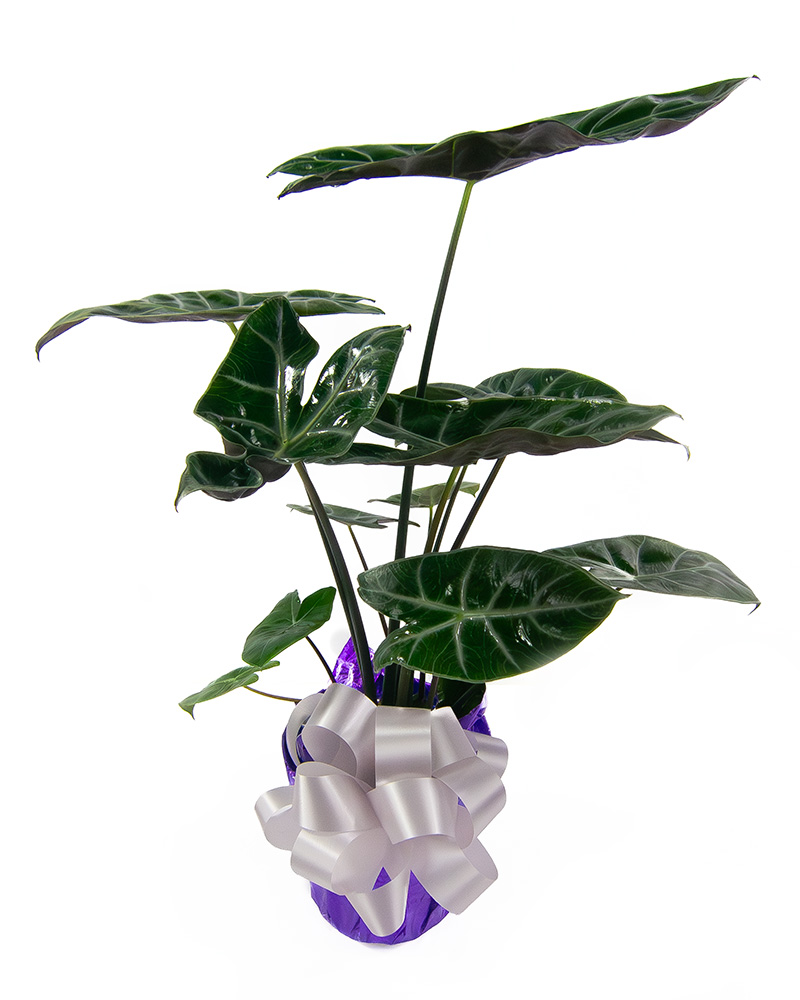 Assorted Alocasia...